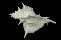 藏品(岩石芭蕉螺)的圖片